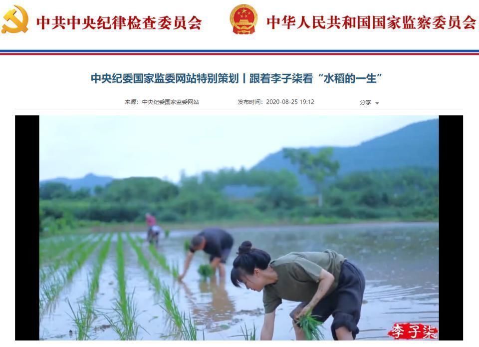 西瓜皮|李子柒將看似無用的西瓜皮變成精美菜肴，重新利用食材做到不浪費