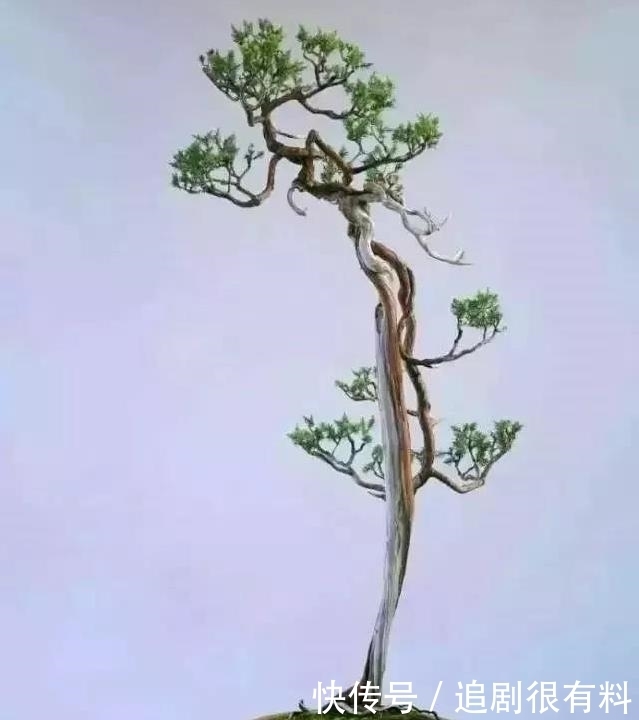 只有知道文人盆景的由来,掌握制作技巧,制作出完美的文人盆景