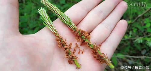 农民朋友|松树身上一种稀罕物,老农常用它泡酒,晒干60元一斤,见到别错过