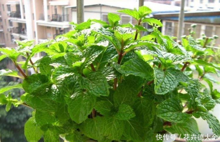 养花就养个花期长的,花大色艳,四季繁花似锦,美