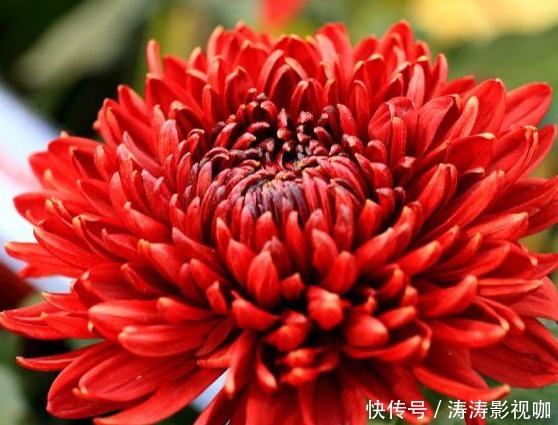 新手养护花卉,就养比牡丹好养,比菊花富贵的花卉,一开150天!