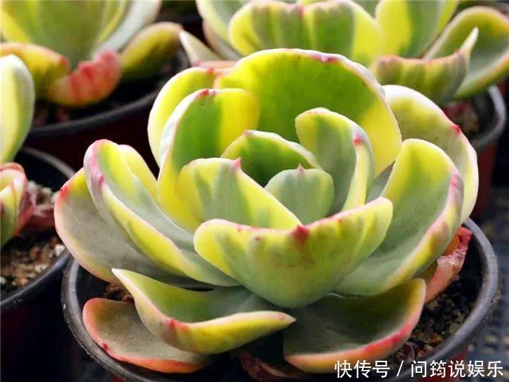 鸾凤玉|今年最火的奇葩多肉,价格这么贵,还有人抢着买!