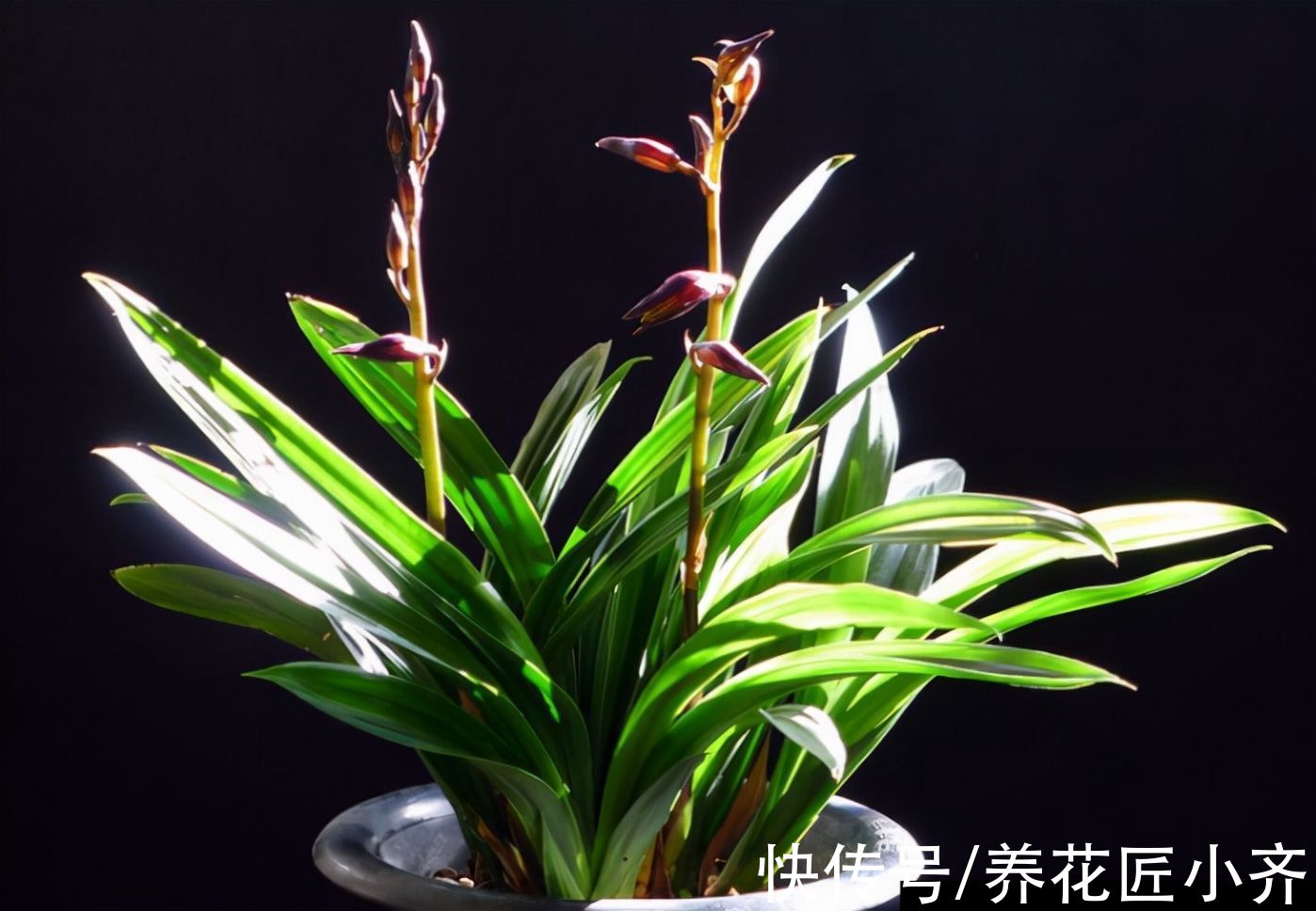 墨兰迟迟不长花苞，只要状态好，做好3件事，照样能够开花