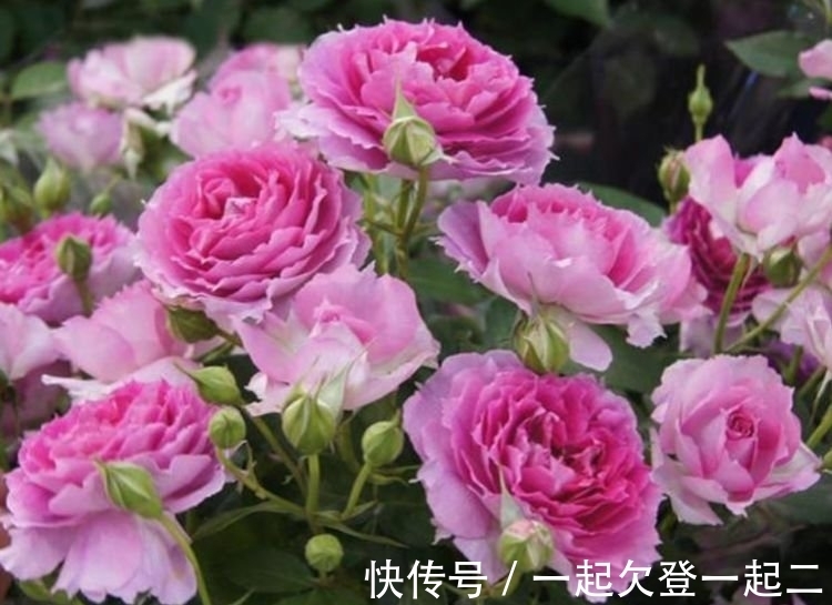 最适合新手养的4种花,沾土就能活,丢盆里猛长,开花多又美