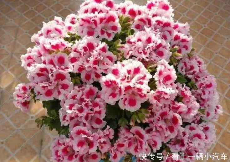 马乔里|家里就养4种花，一年四季开花不断，富贵吉祥好运来！