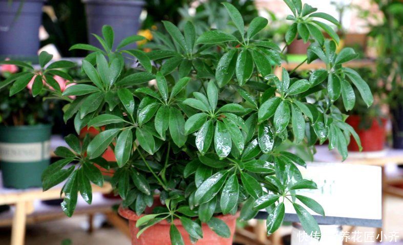 鸭掌木落叶黄叶状态不好,春季换个盆,做好3点,变得枝繁叶茂