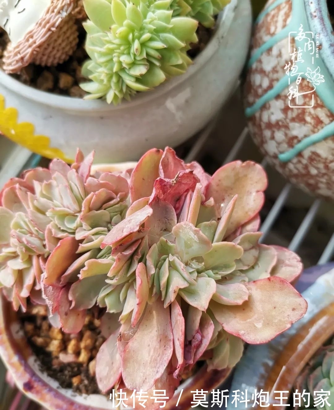 回顾令人难忘的2020年!2021,我定不负美肉不负众望!