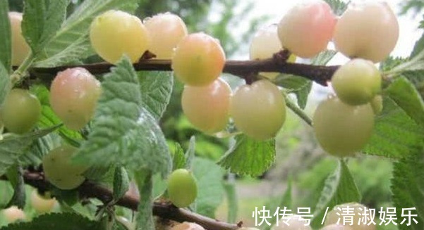 樱桃|立秋后,每天当零食吃一把,祛除雀斑,女人想皮肤细腻又光滑试试