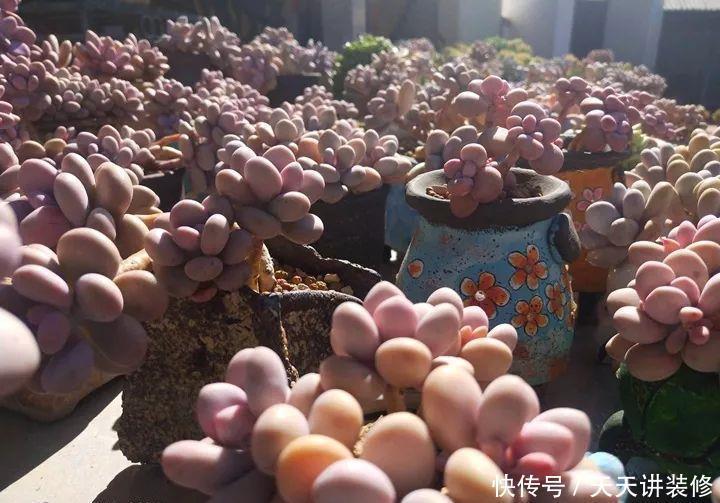 爸妈不在家,我在院子里疯狂种多肉,倍儿爽