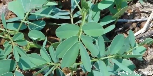 田間路邊的這種植物,果實(shí)酷似“花生” 老農(nóng)它有數(shù)百年的歷史!