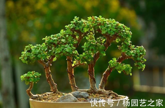 养金枝玉叶盆景，光浇水施肥没用，得会修剪才行，枝叶一少价值高