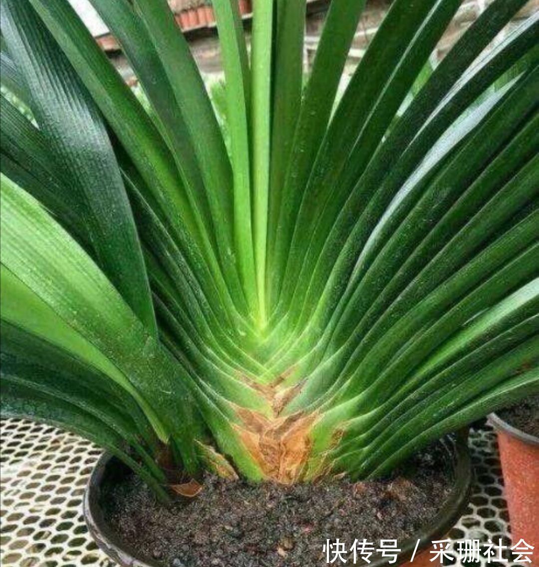 养君子兰不开花？教你2个“小绝招”，很快长出花箭