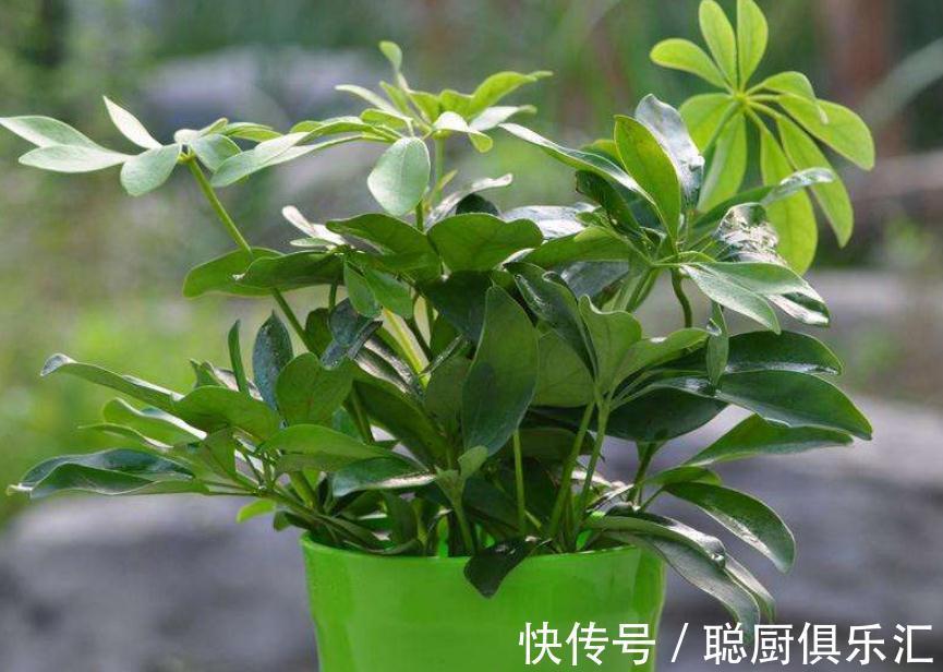 盆栽鸭掌木追肥用什么肥好，赶快来了解一下吧