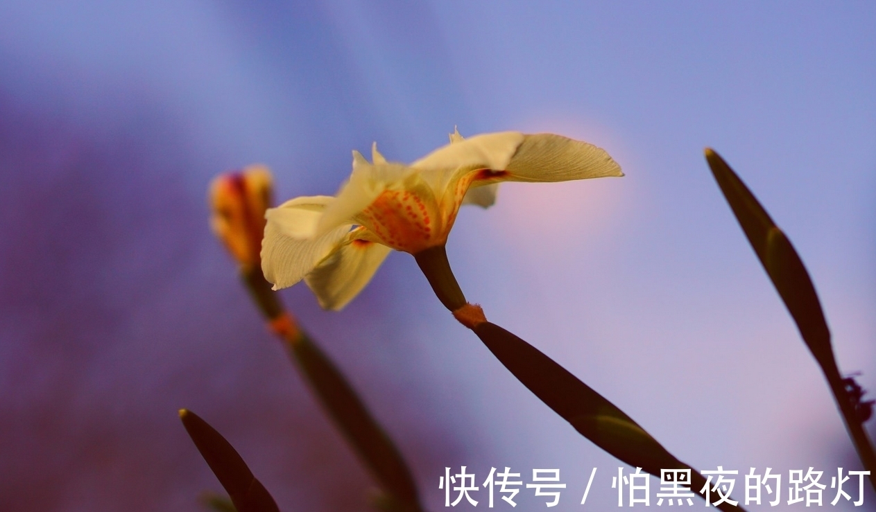 幸福|10月，真爱无声，桃花迷人，3生肖温柔相爱，相许相依，一世无忧