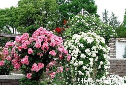 香味|忘了月季吧!此花更好养,扦插成活快,花量大香味浓,开出花海