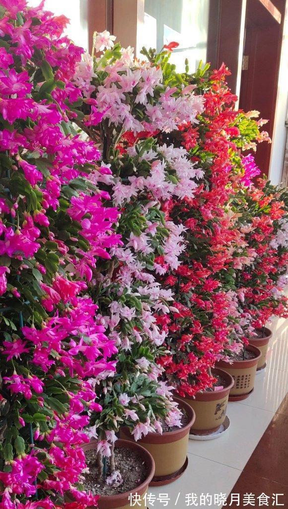 十种健康花,适合现在养,人养花花亦养人,越养空气越“干净”