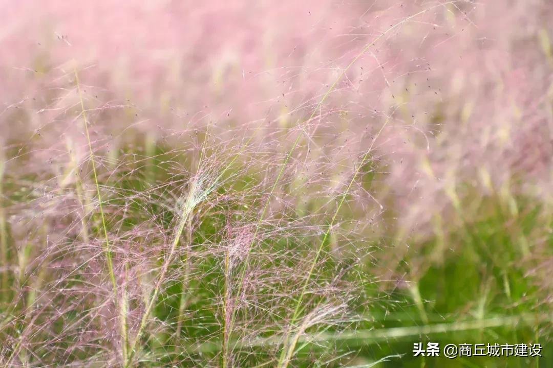 粉红色的回忆|太浪漫：商丘小伙，赶紧带你相中的那个她来打卡