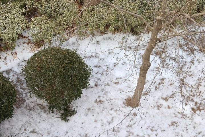 小雪&雪｜昨日的小雪