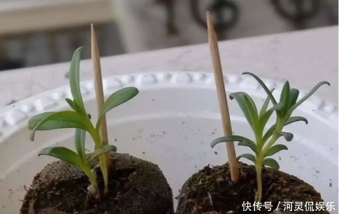 竹签|万能的浇水“神器”,只需一根小吸管,专治各种烂根烂叶!