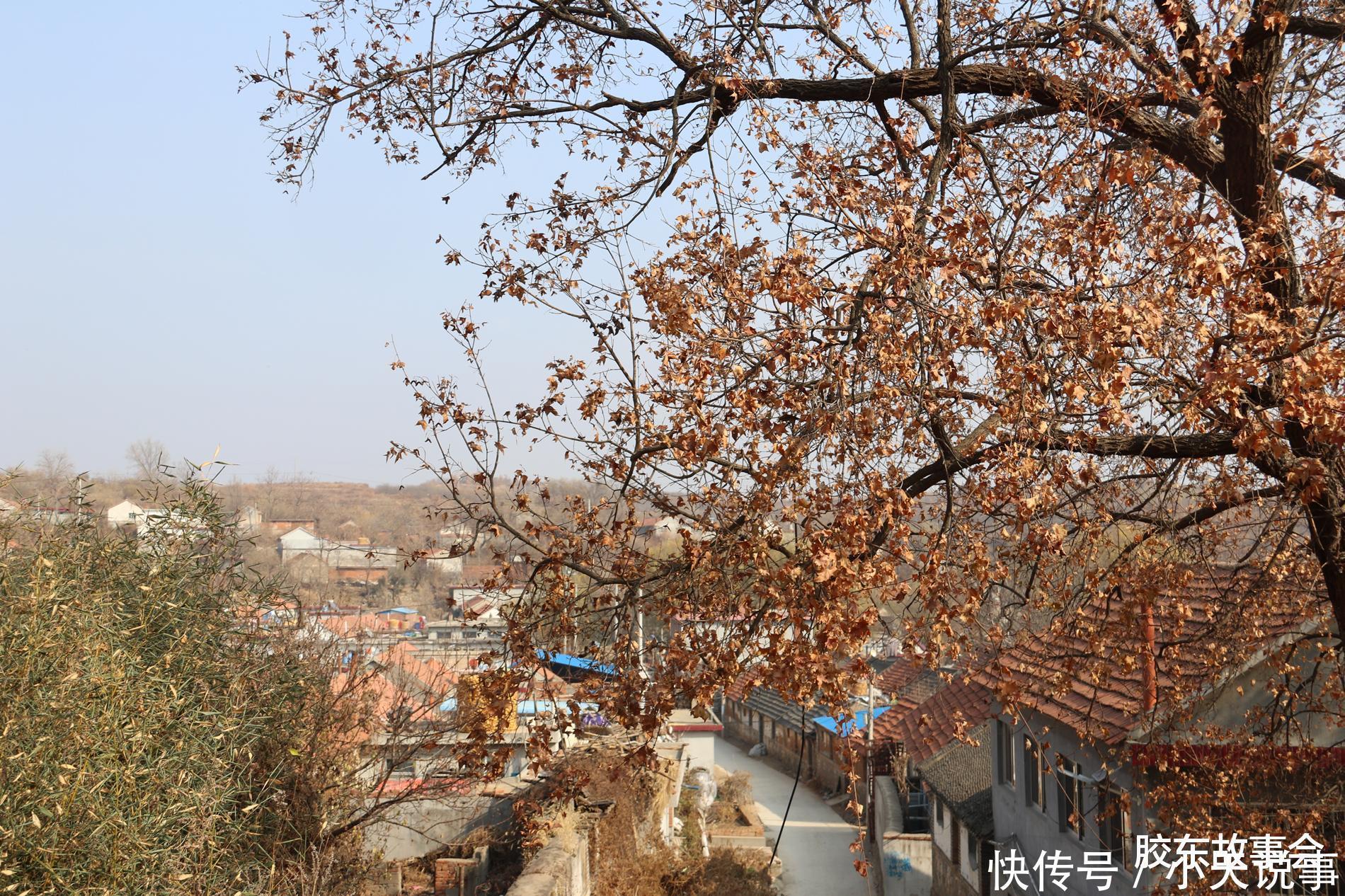 数百年历史的槭树林,见证了“步姓”人在莱阳的繁衍