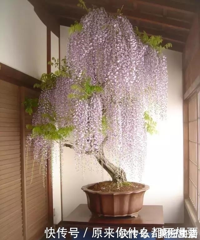 盆景|世界上又一奢侈品《盆栽》一盆就是一座房子!