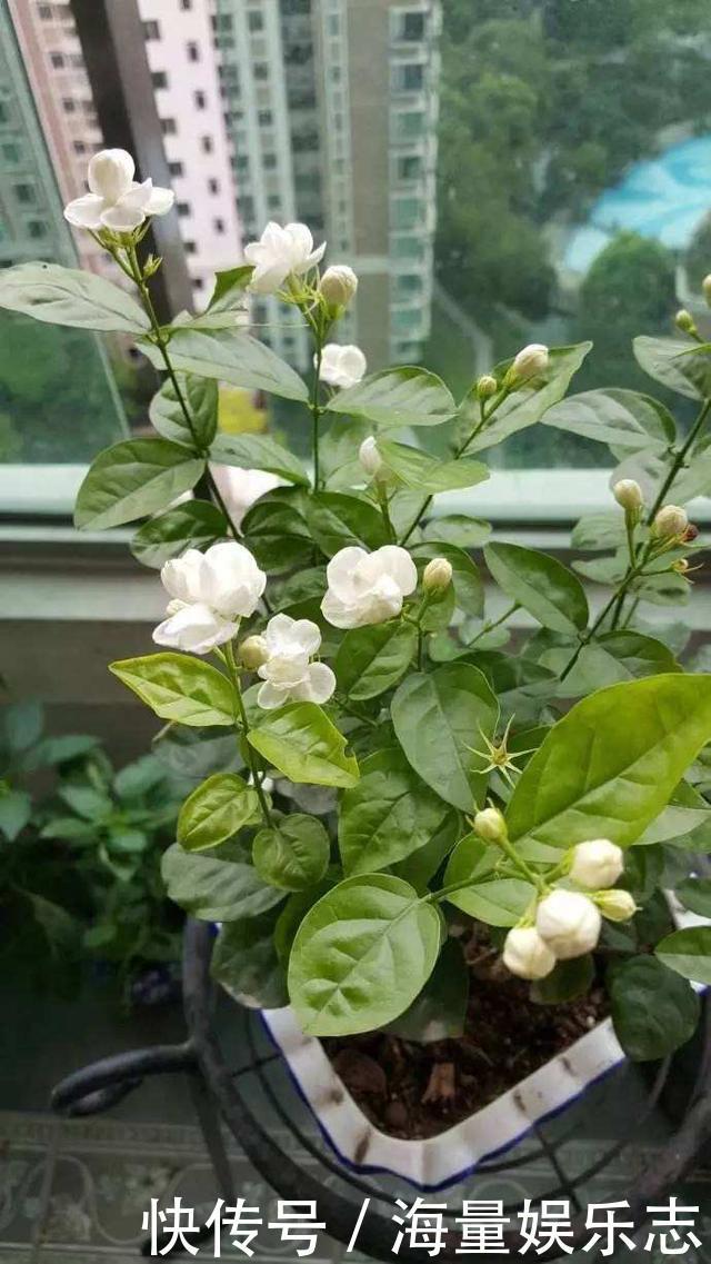 土质|茉莉花开花少,这不是问题,教你几招,花枝都是花苞