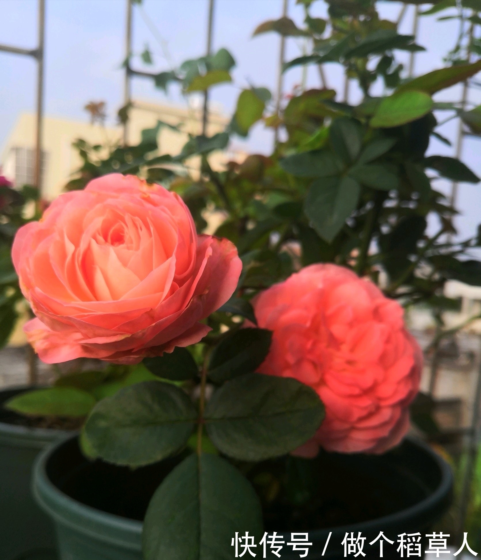 诺娃阳台,盆栽绿植“新宠”,花又美又香,四季开不停,值得拥有