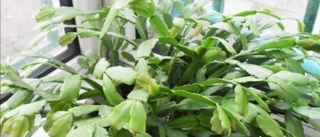 种花|夏天3种花要休眠,要给它控水停肥,不然容易发生腐烂