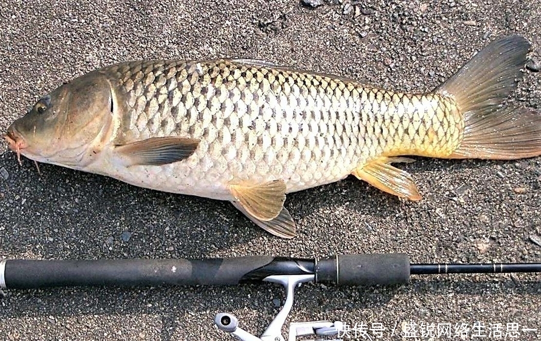 夏季|夏季野钓，突然无鱼口，不是钓技不好，原来是这几种因素