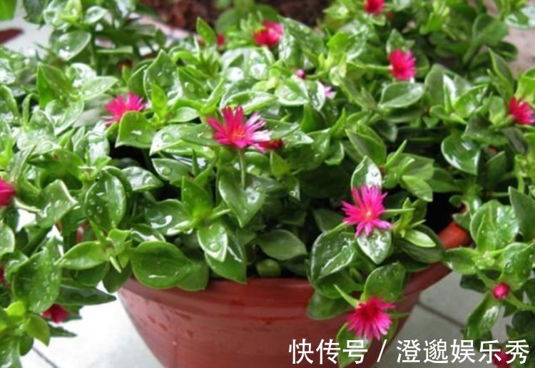 栀子花|4种花好养易活,旺财又养人,好养漂亮,一开就是300多天