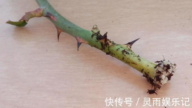 生根|至今还有人“炒作”土豆扦插月季,实操后发现,土豆长得真不错
