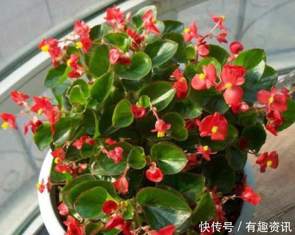 此1种花,花期超长,能开9个月,养一盆天天有花看!