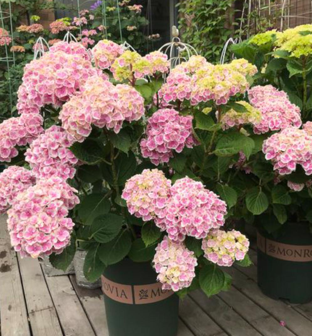 这五种花别再修剪,老枝条长势稳,秋冬花芽多