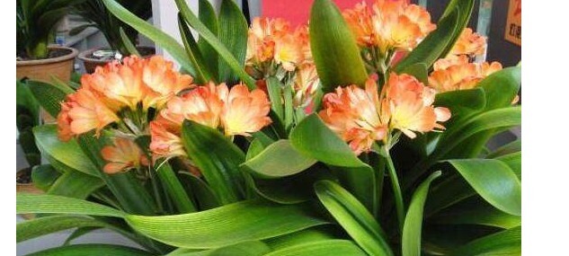 浇水|家里养君子兰,用以下方法,长的根深叶大,侧芽多,开花多!