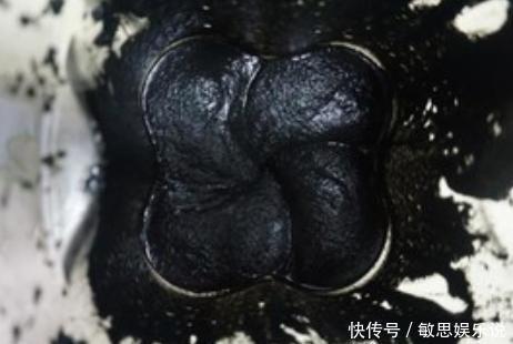 天然|它是“天然钙片”,孩子常吃长高个,比吃钙片强,有助智力发育!