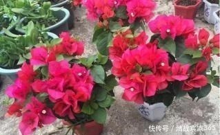 旺盛|最厉害的生根剂,盆里放一点,蹭蹭长出大白根,养啥都旺盛!