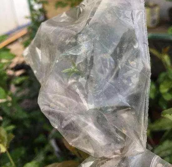 方便袋不要扔，套到盆栽上，可让植物叶子绿得冒油、多开花