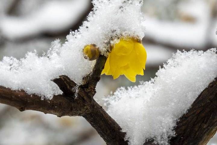 寒梅傲雪|瑞雪兆丰年