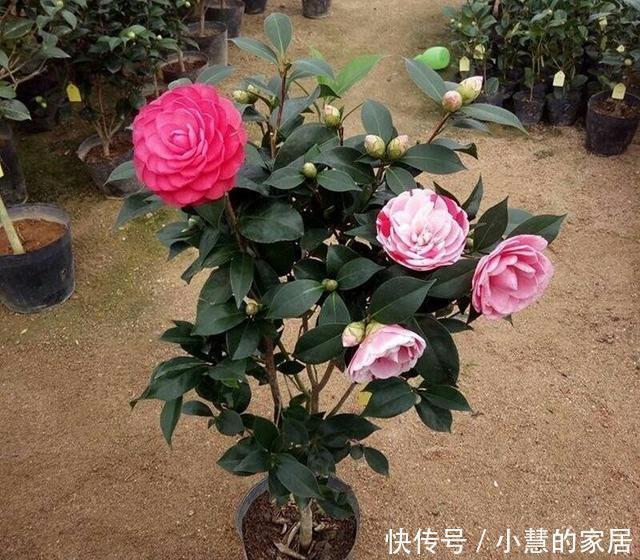 花市买茶花,回家一定要换土,“中间”有门道,不换土养不活