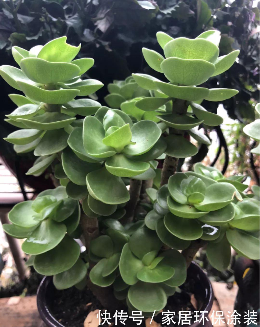 招财进宝|家里养盆它,财源滚滚来,让你新年越来越有钱!