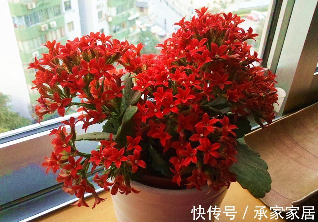 长寿花为什么不开花，原因有2点，做好一光一肥花苞噗噗长