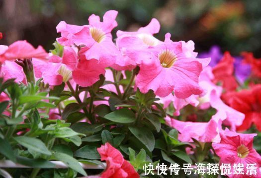 观赏价值|4种花美得倾国倾城，寓意爱情甜蜜，入手不亏