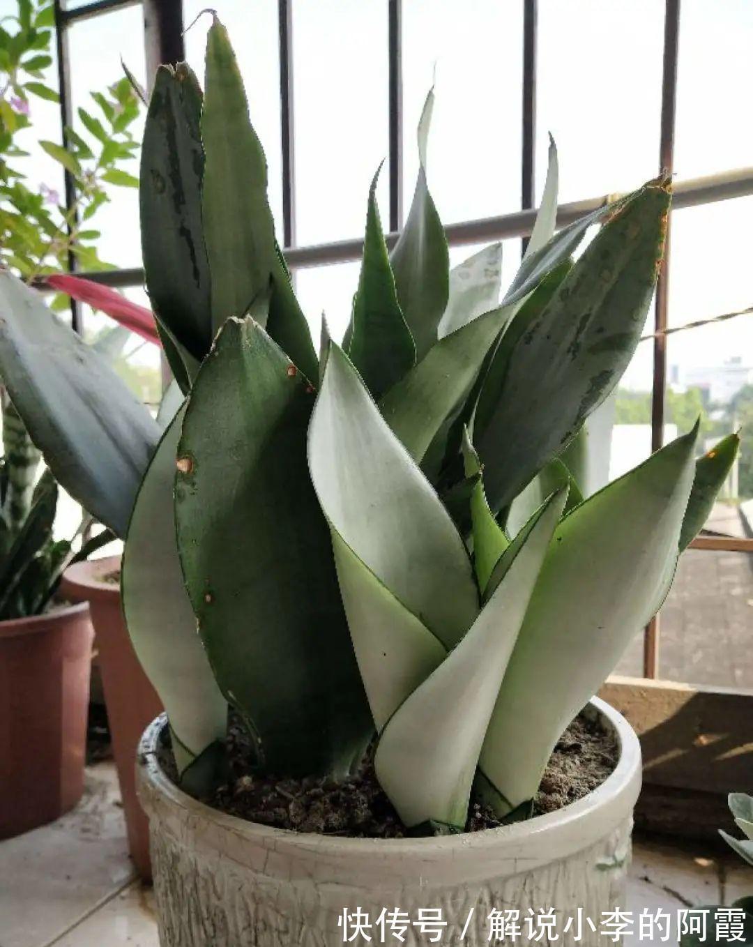 姐姐家的蓝雪花,竟然满盆开红色,变异了吗