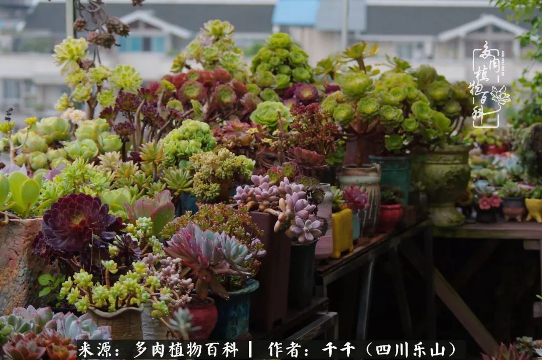 夏天日晒雨淋，秋老虎来势汹汹，你的多肉准备好逆袭了吗