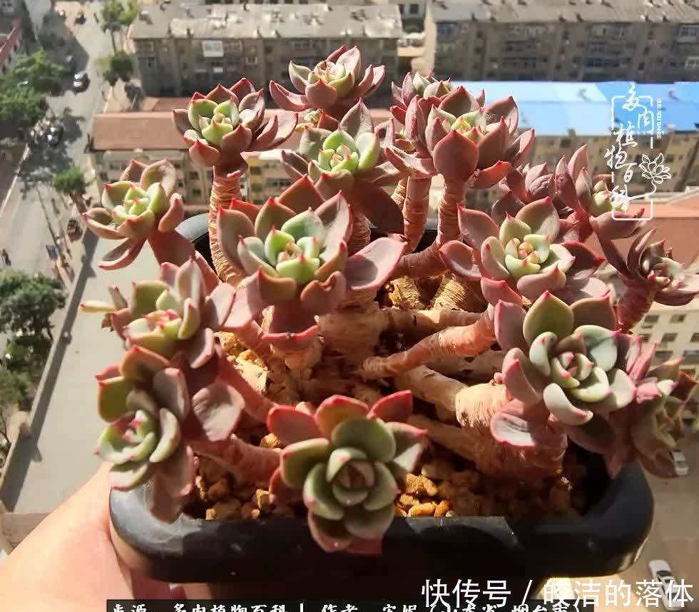 从无到有,四年坎坷多肉路,沉迷肉海难以自拔!