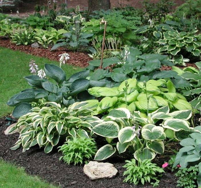 五种精巧花,好养又泼辣,耐阴又漂亮,北阳台最合适