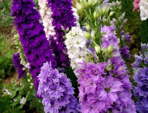 它名“大花飞燕”,花朵又大又密,一枝开100朵,好看好养