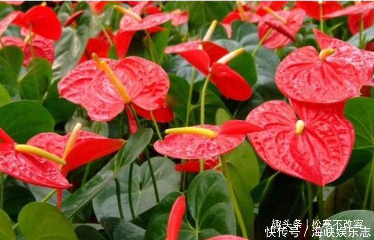 最香的几种花，全年开花不停，花色艳丽，花开枝繁叶茂，美