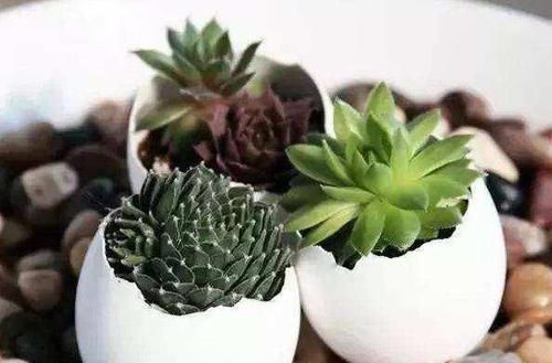 养花|除了花盆之外，这些东西也是绝佳的养花神器，你用过吗？