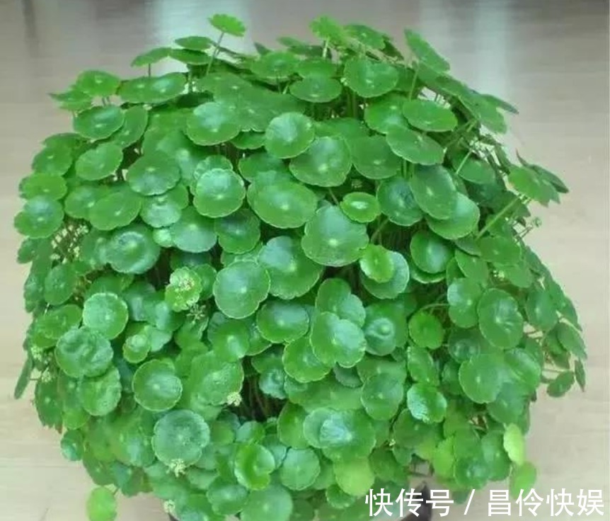 铜钱草生长“缓慢”，叶子太小用“1种水”猛浇，呼呼爆长！